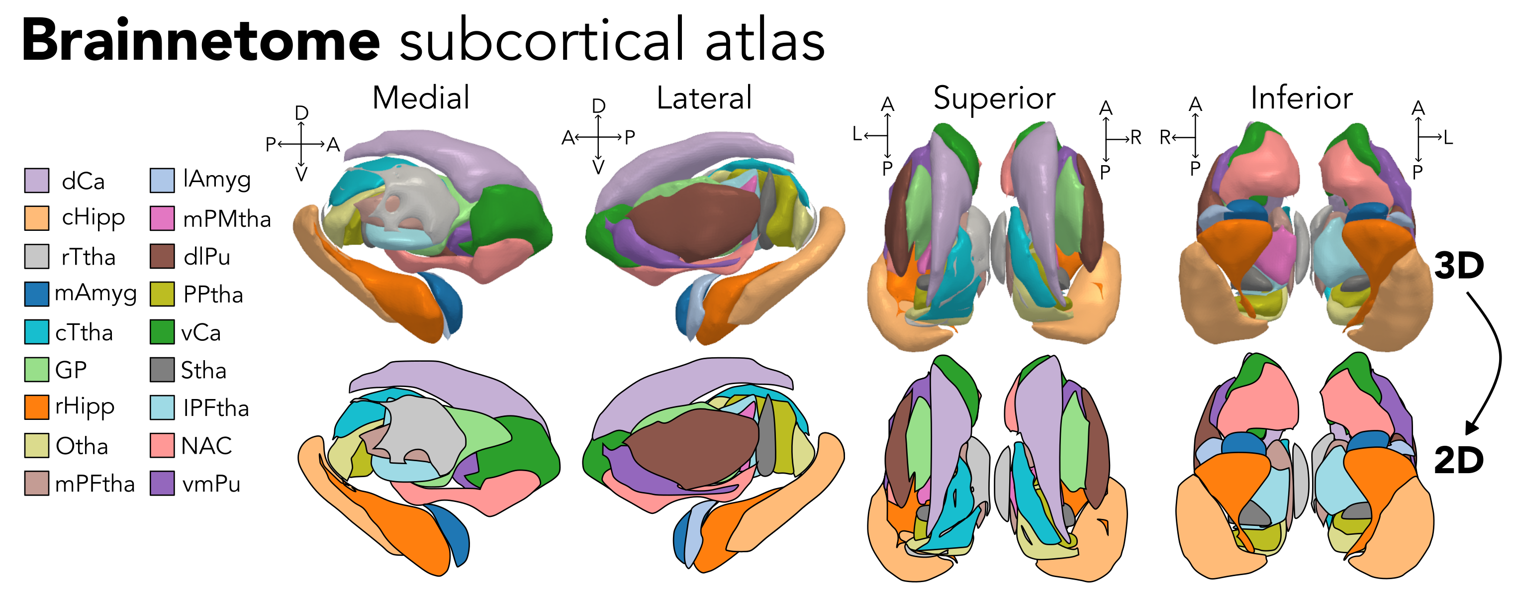 Brainnetome subcortical atlas information