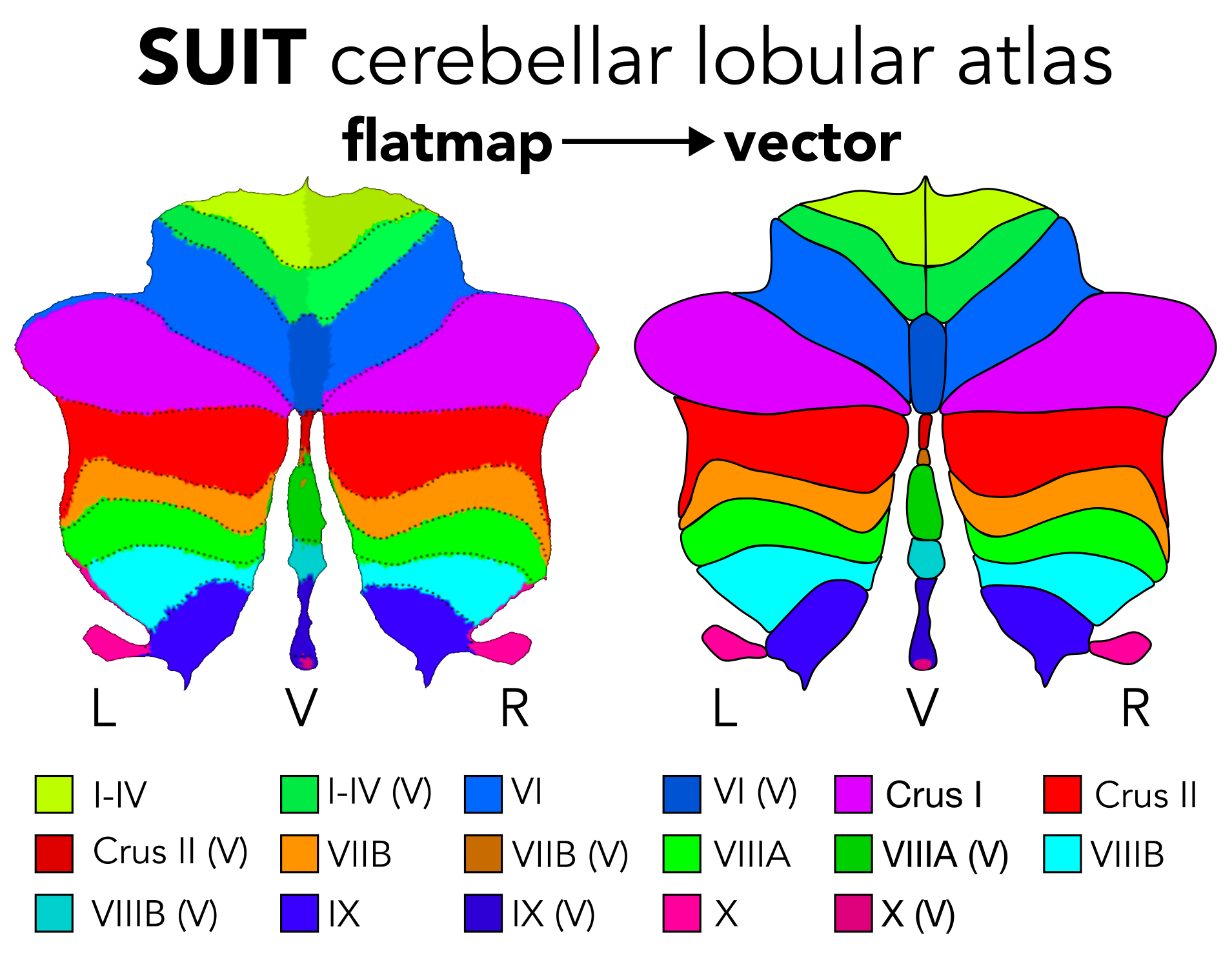 SUIT cerebellar lobule atlas information