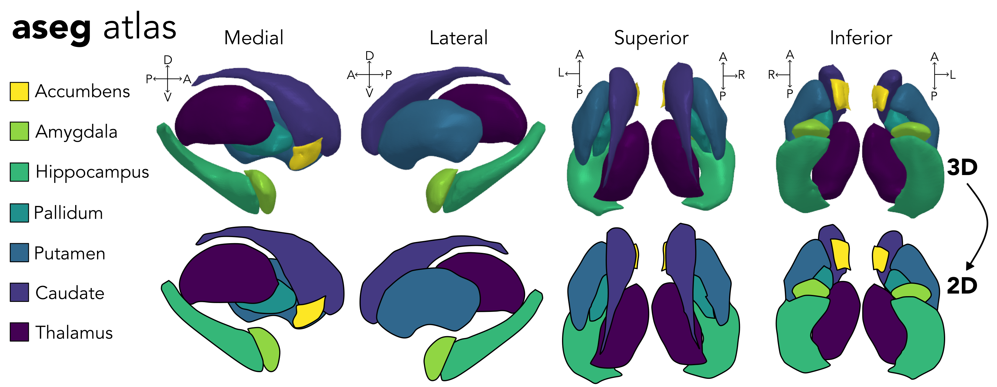 aseg subcortical atlas information